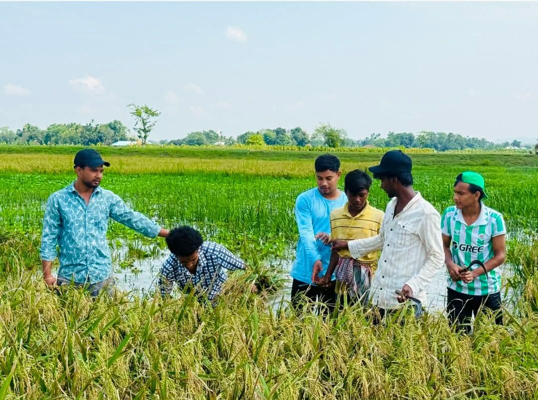 দুর্যোগে ক্ষতিগ্রস্ত কৃষকের ধান কেটে ঘরে তুলল ছাত্রদল